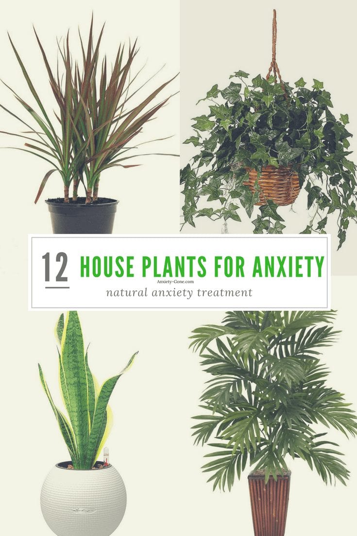 Plants and Herbs for anxiety Anxiety Relief, Gift Boxes